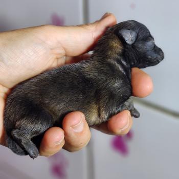 chiot Spitz allemand Élevage du Royaume des P'tits Loups