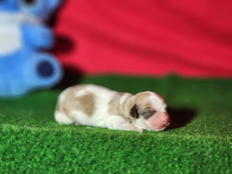 B male sab. Mâle Coton de tulear