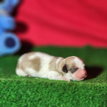 chiot Coton de tulear Sab.Pbl.Env Élevage du Royaume des P'tits Loups