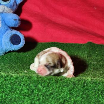 chiot Coton de tulear Sab.Pbl.Env Élevage du Royaume des P'tits Loups