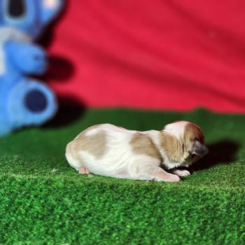 chiot Coton de tulear Sab.Pbl.Env Élevage du Royaume des P'tits Loups