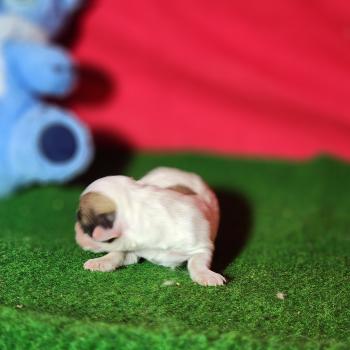 chiot Coton de tulear Sab.Pbl.Env Élevage du Royaume des P'tits Loups