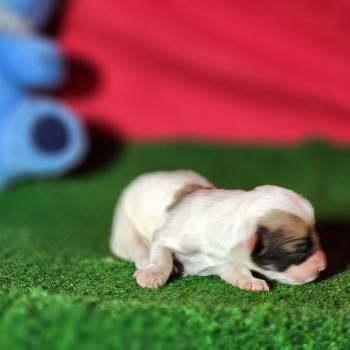 chiot Coton de tulear Sab.Pbl.Env Élevage du Royaume des P'tits Loups