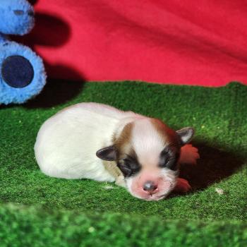 chiot Coton de tulear Sab.Pbl.Env Élevage du Royaume des P'tits Loups