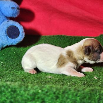 chiot Coton de tulear Sab.Pbl.Env Élevage du Royaume des P'tits Loups