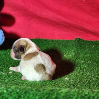 chiot Coton de tulear Sab.Pbl.Env Élevage du Royaume des P'tits Loups