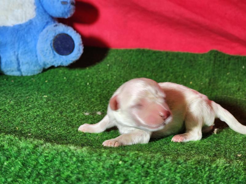 B male Blanc Mâle Coton de tulear