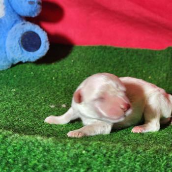 chiot Coton de tulear Blc Élevage du Royaume des P'tits Loups