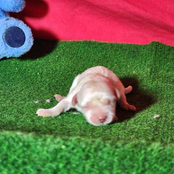 chiot Coton de tulear Blc Élevage du Royaume des P'tits Loups