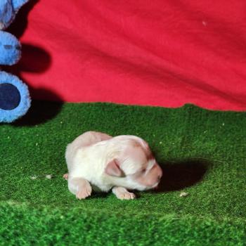 chiot Coton de tulear Blc Élevage du Royaume des P'tits Loups