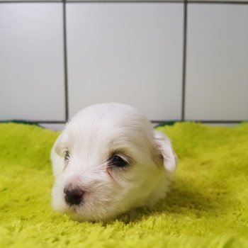 chiot Coton de tulear Blc T du Royaume des P'tits Loups Élevage du Royaume des P'tits Loups chiot Coton de tulear Blc T du Royaume des P'tits Loups Élevage du Royaume des P'tits Loups