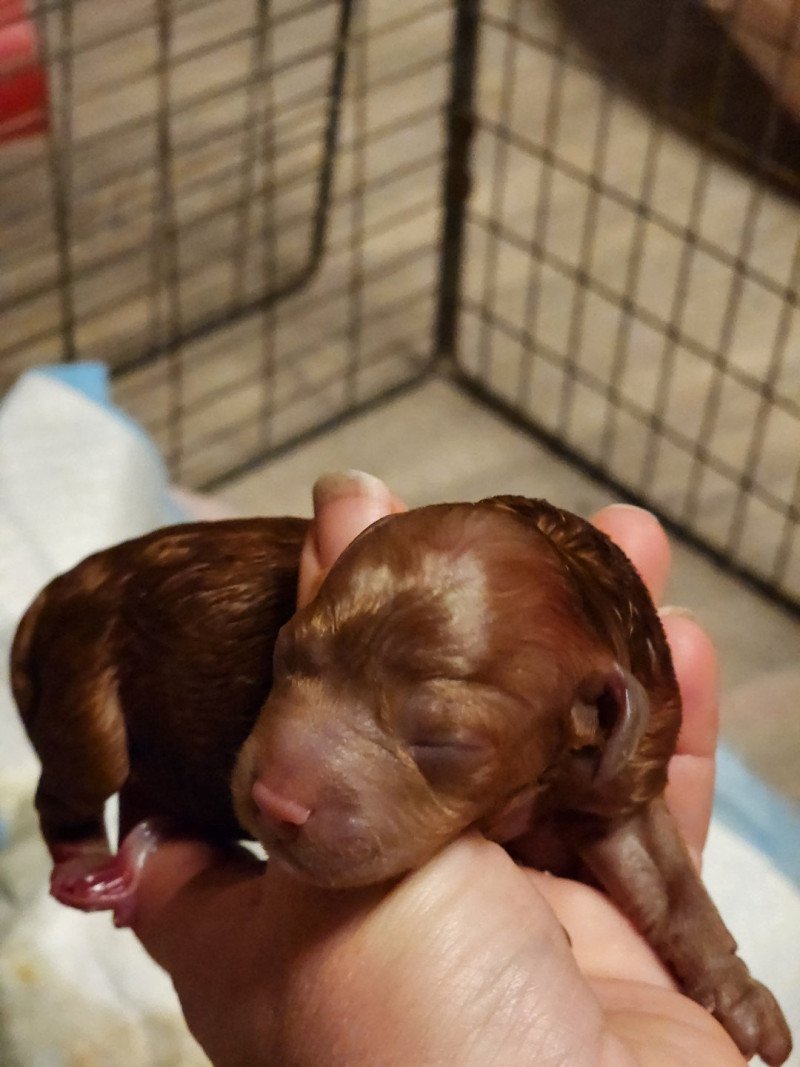 Atchi Ancoride Mâle Caniche