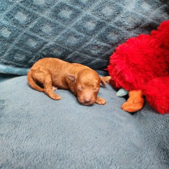 chiot Caniche Fauve rouge Atchi Ancoride Élevage du Royaume des P'tits Loups chiot Caniche Fauve rouge Atchi Ancoride Élevage du Royaume des P'tits Loups
