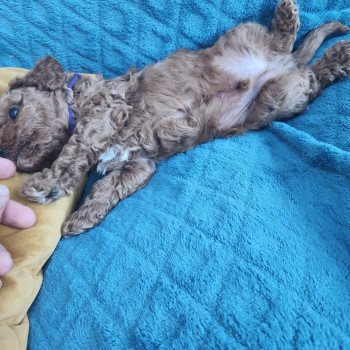 chiot Caniche fauve rouge Auggi Ancoride (violet) Élevage du Royaume des P'tits Loups