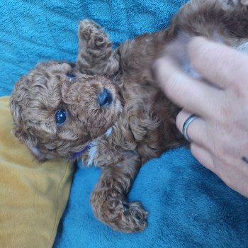 chiot Caniche fauve rouge Auggi Ancoride (violet) Élevage du Royaume des P'tits Loups