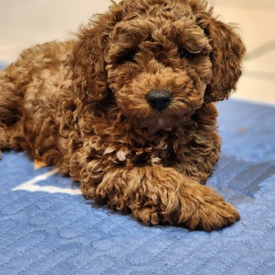 Auggi Ancoride (violet) Mâle Caniche