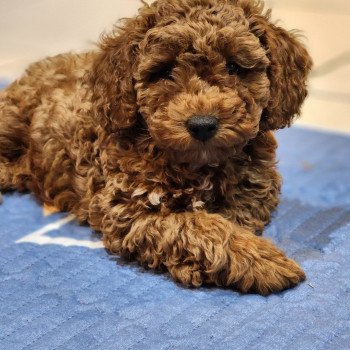 chiot Caniche fauve rouge Auggi Ancoride (violet) Élevage du Royaume des P'tits Loups