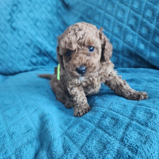 Azuki Ancoride (vert) Mâle Caniche