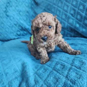 chiot Caniche fauve rouge Azuki Ancoride (jaune) Élevage du Royaume des P'tits Loups