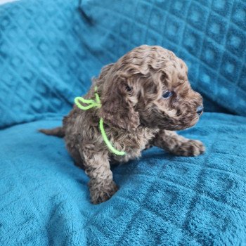 chiot Caniche fauve rouge Azuki Ancoride (jaune) Élevage du Royaume des P'tits Loups