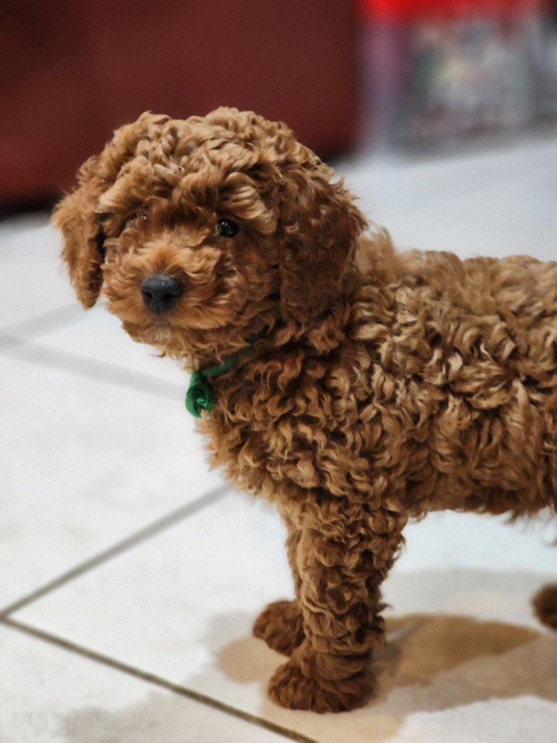 Azuki Ancoride (vert) Mâle Caniche