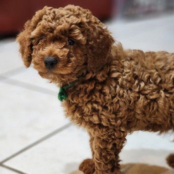 chiot Caniche fauve rouge Azuki Ancoride (vert) Élevage du Royaume des P'tits Loups