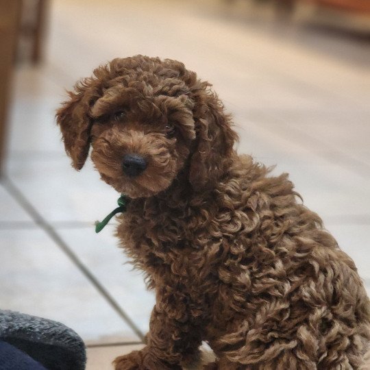 Azuki Ancoride (vert) Mâle Caniche