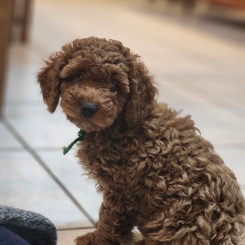 chiot Caniche fauve rouge Azuki Ancoride (vert) Élevage du Royaume des P'tits Loups