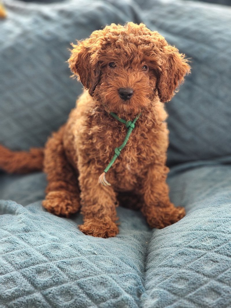 Azuki Ancoride ( réserver) Mâle Caniche