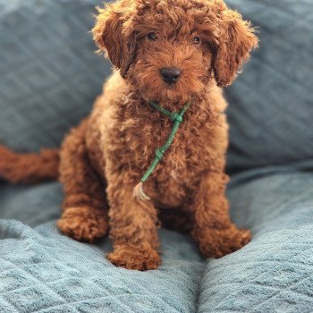 chiot Caniche fauve rouge Azuki Ancoride (vert) Élevage du Royaume des P'tits Loups