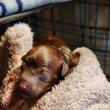 chiot Caniche Fauve rouge A Élevage du Royaume des P'tits Loups chiot Caniche Fauve rouge A Élevage du Royaume des P'tits Loups