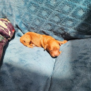 chiot Caniche Fauve rouge Asko Ancoride Élevage du Royaume des P'tits Loups chiot Caniche Fauve rouge Asko Ancoride Élevage du Royaume des P'tits Loups