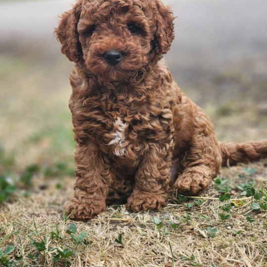 Asko Ancoride Mâle Caniche