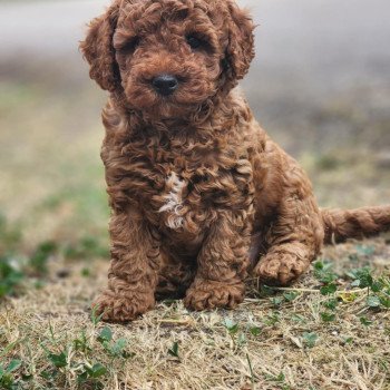 chiot Caniche Fauve rouge Asko Ancoride Élevage du Royaume des P'tits Loups chiot Caniche Fauve rouge Asko Ancoride Élevage du Royaume des P'tits Loups