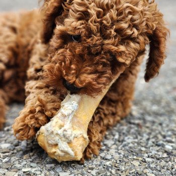 chiot Caniche Fauve rouge Asko Ancoride Élevage du Royaume des P'tits Loups chiot Caniche Fauve rouge Asko Ancoride Élevage du Royaume des P'tits Loups