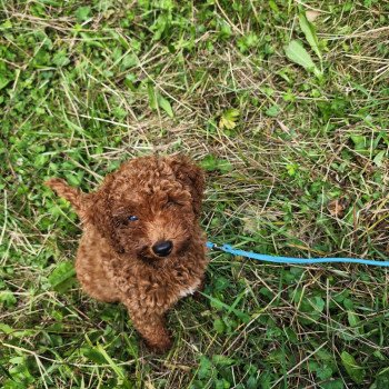 chiot Caniche Fauve rouge Asko Ancoride Élevage du Royaume des P'tits Loups chiot Caniche Fauve rouge Asko Ancoride Élevage du Royaume des P'tits Loups