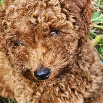 chiot Caniche Fauve rouge Asko Ancoride Élevage du Royaume des P'tits Loups chiot Caniche Fauve rouge Asko Ancoride Élevage du Royaume des P'tits Loups