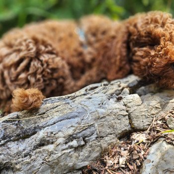 chiot Caniche Fauve rouge Asko Ancoride Élevage du Royaume des P'tits Loups chiot Caniche Fauve rouge Asko Ancoride Élevage du Royaume des P'tits Loups
