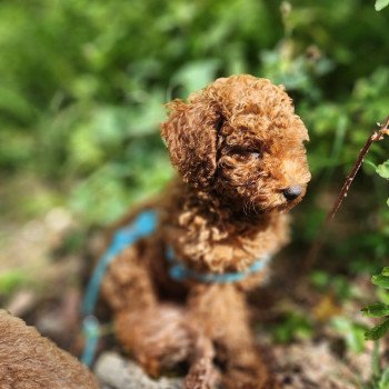 chiot Caniche Fauve rouge Asko Ancoride Élevage du Royaume des P'tits Loups chiot Caniche Fauve rouge Asko Ancoride Élevage du Royaume des P'tits Loups