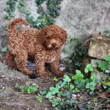 chiot Caniche Fauve rouge Asko Ancoride Élevage du Royaume des P'tits Loups chiot Caniche Fauve rouge Asko Ancoride Élevage du Royaume des P'tits Loups