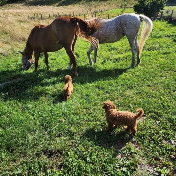 chiot Caniche Fauve rouge Asko Ancoride Élevage du Royaume des P'tits Loups chiot Caniche Fauve rouge Asko Ancoride Élevage du Royaume des P'tits Loups