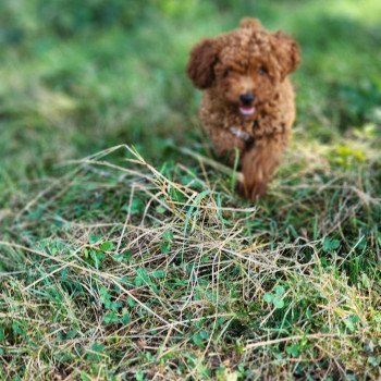 chiot Caniche Fauve rouge Asko Ancoride Élevage du Royaume des P'tits Loups chiot Caniche Fauve rouge Asko Ancoride Élevage du Royaume des P'tits Loups