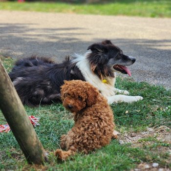 chiot Caniche Fauve rouge Asko Ancoride Élevage du Royaume des P'tits Loups chiot Caniche Fauve rouge Asko Ancoride Élevage du Royaume des P'tits Loups