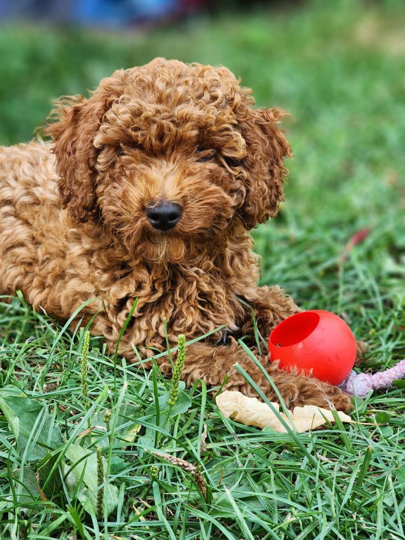 Asko Ancoride Mâle Caniche