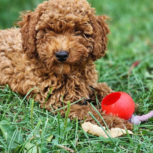 Asko Ancoride Mâle Caniche