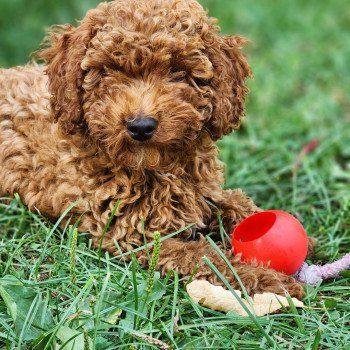 chiot Caniche Fauve rouge Asko Ancoride Élevage du Royaume des P'tits Loups chiot Caniche Fauve rouge Asko Ancoride Élevage du Royaume des P'tits Loups