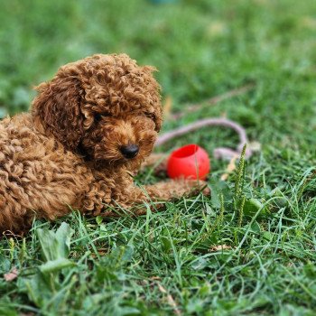 chiot Caniche Fauve rouge Asko Ancoride Élevage du Royaume des P'tits Loups chiot Caniche Fauve rouge Asko Ancoride Élevage du Royaume des P'tits Loups