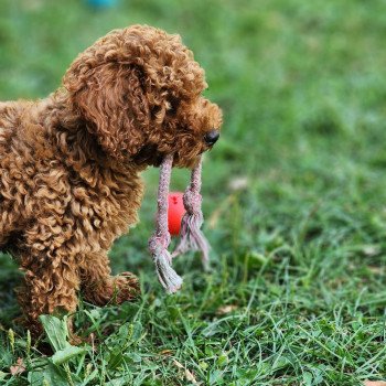 chiot Caniche Fauve rouge Asko Ancoride Élevage du Royaume des P'tits Loups chiot Caniche Fauve rouge Asko Ancoride Élevage du Royaume des P'tits Loups