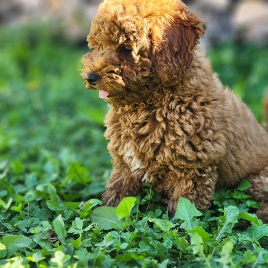 Asko Ancoride (réserver Graziella) Mâle Caniche