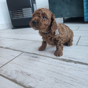 chiot Caniche fauve rouge Akiro Ancoride (bleu) Élevage du Royaume des P'tits Loups